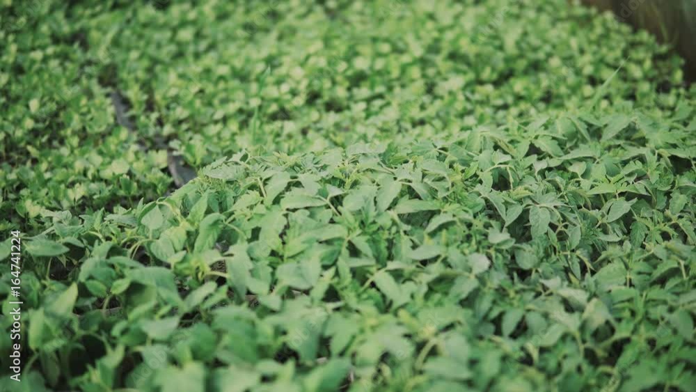 Camera slide over small celery and tomato seedlings growing inside of a greenhouse Camera slide over small celery and tomato seedlings growing inside of a greenhouse