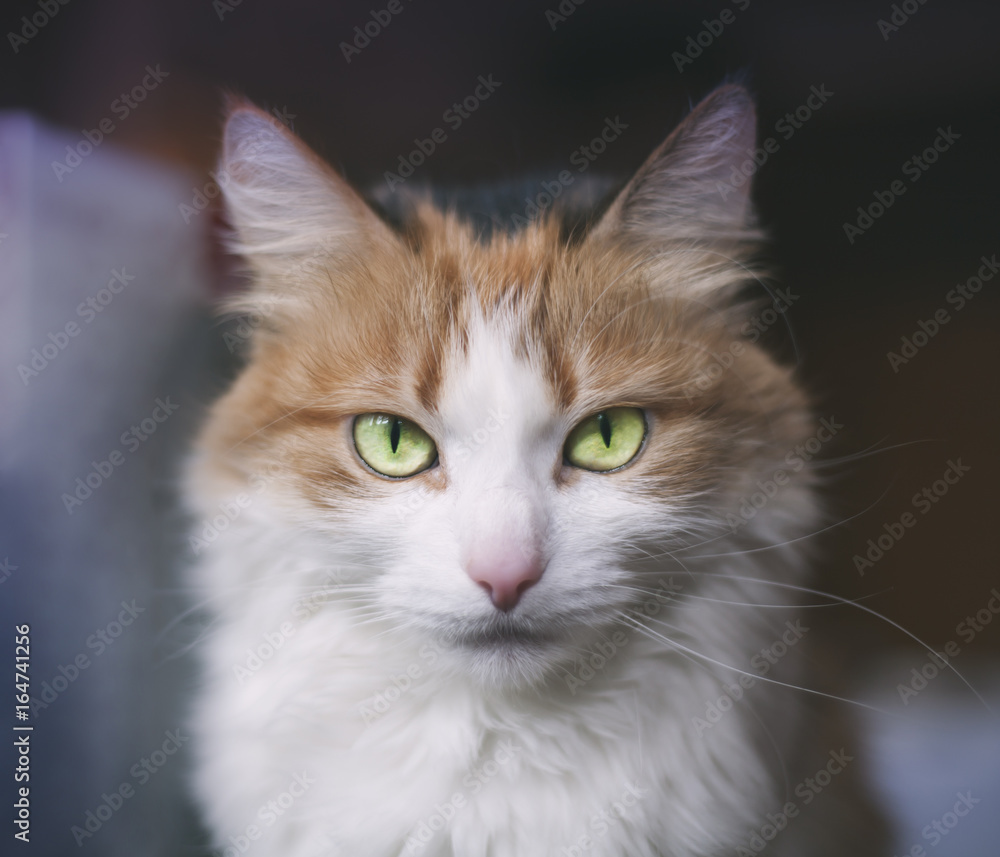симпатичная рыже белая кошка с зелеными глазами Stock Photo | Adobe Stock