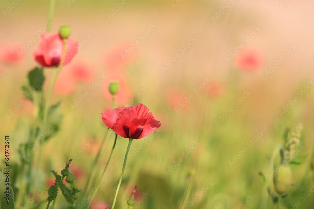 Red poppies groving in a countryside garden Red poppies groving in a countryside garden