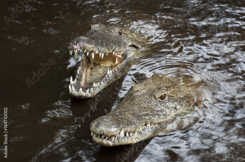 Two crocodiles in the water.