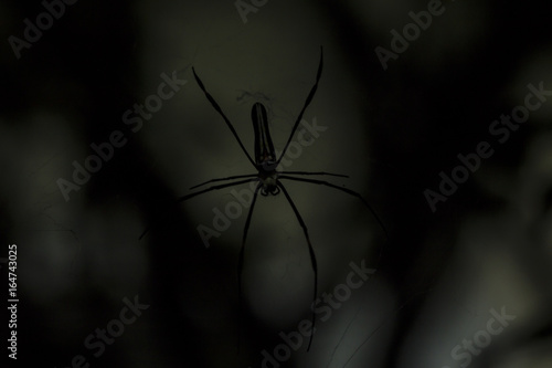 Close up Spider Shadow
