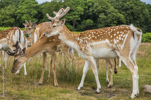 Cervi in liberttà al Richmond Park di Londra