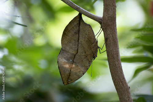 Sticker Kallima inachus butterfly