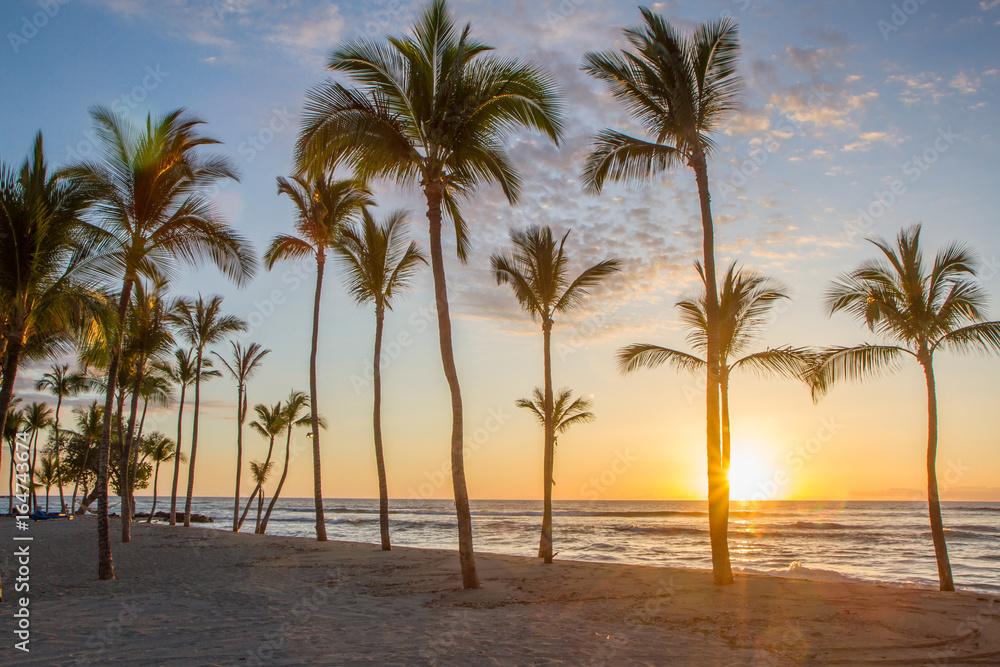 Hawaiian sunset as seen from a beach with palm trees in silhouette Hawaiian sunset as seen from a beach with palm trees in silhouette