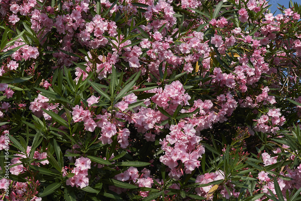 Fototapeta premium Nerium oleander