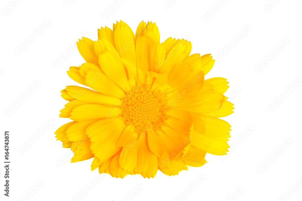 Yellow English marigold isolated on white