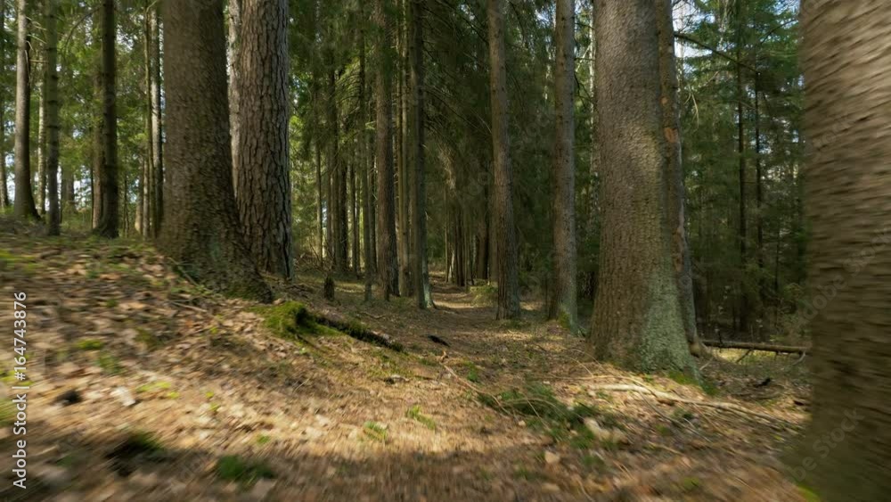 Pathway in the forest - flying camera shot Pathway in the forest - flying camera shot