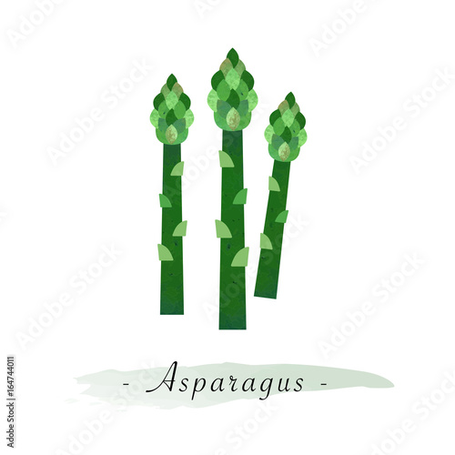 Colorful watercolor texture vector healthy vegetable asparagus