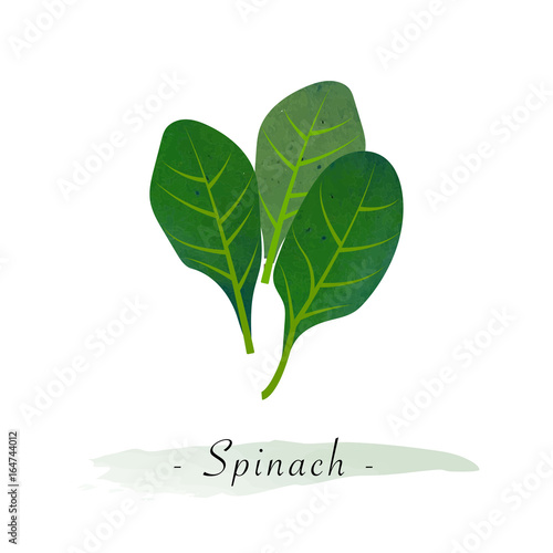 Colorful watercolor texture vector healthy vegetable spinach