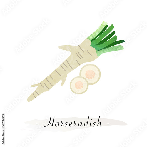 Colorful watercolor texture vector healthy vegetable horseradish