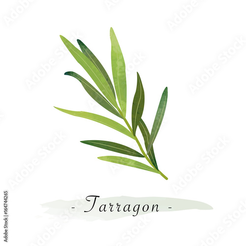 Photos Colorful watercolor texture vector healthy vegetable tarragon