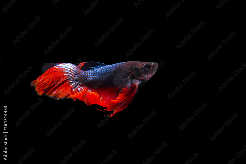 Fighting fish Red Tail pattern National flag Thailand and Black Background Fighting fish Red Tail pattern National flag Thailand and Black Background