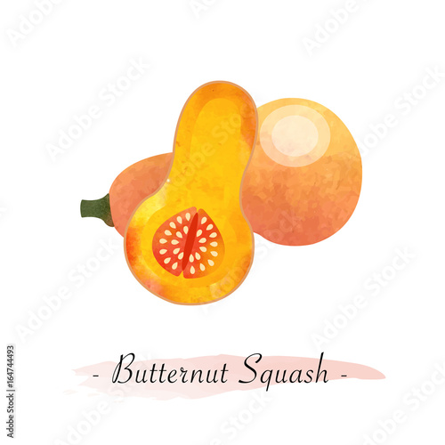Colorful watercolor texture vector healthy vegetable butternut squash