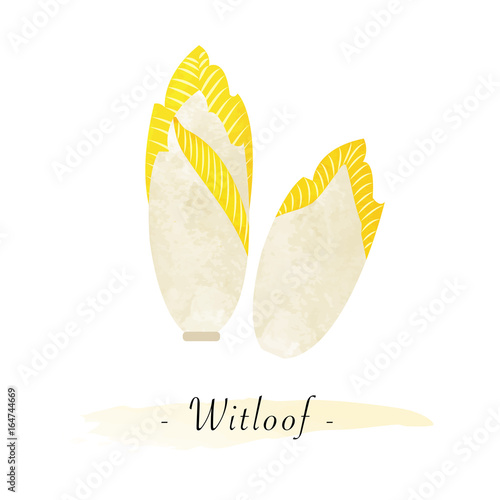 Colorful watercolor texture vector healthy vegetable witloof chicory photo