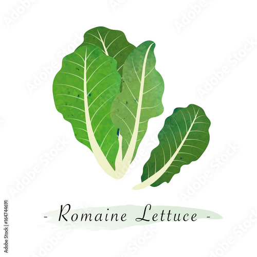Colorful watercolor texture vector healthy vegetable romaine lettuce