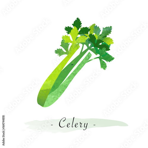 Colorful watercolor texture vector healthy vegetable celery
