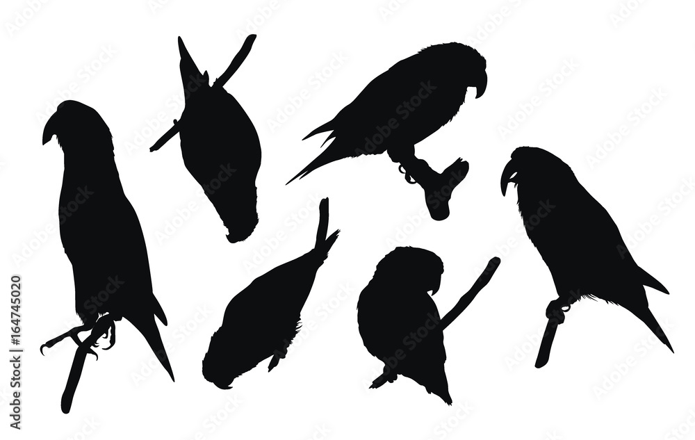Obraz premium Set of black vector silhouettes of parrots sitting on branch