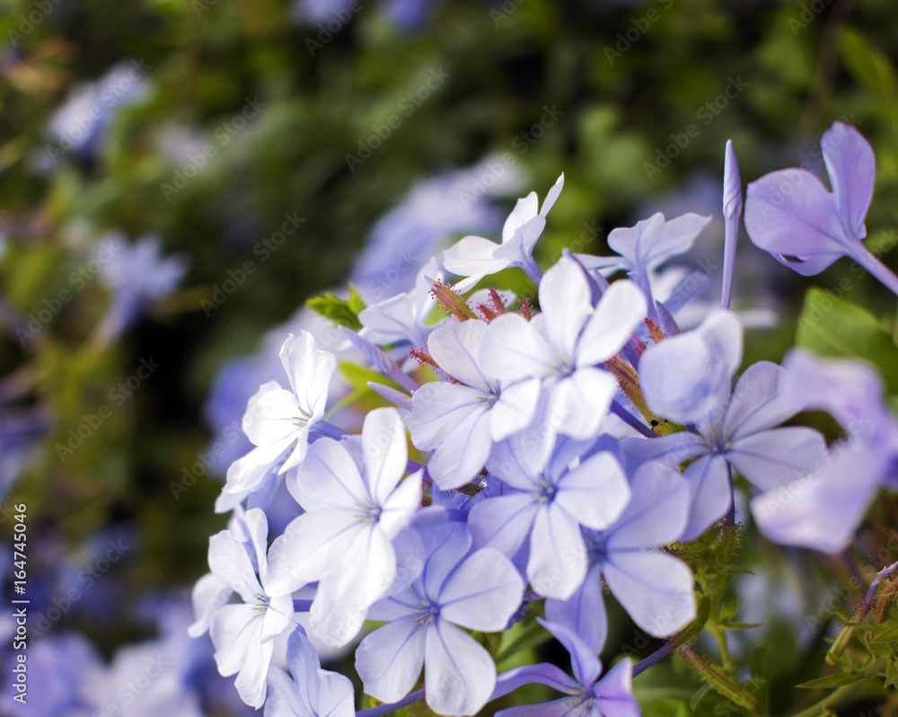 Plumbago Capensis small blue flowers of Israel Plumbago Capensis small blue flowers of Israel
