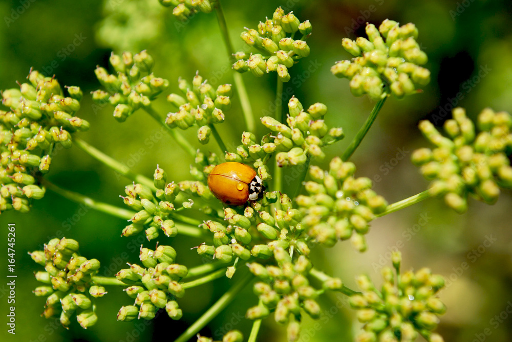 божья коровка