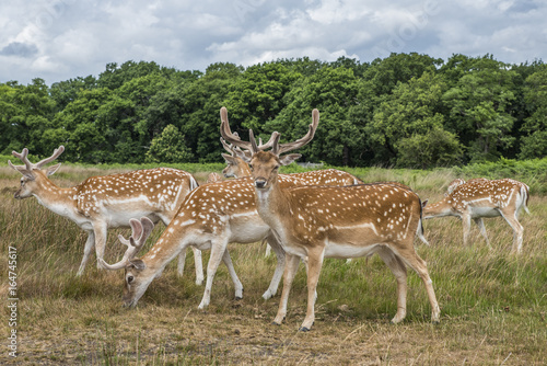 Cervi in libertà a richmond park Londra