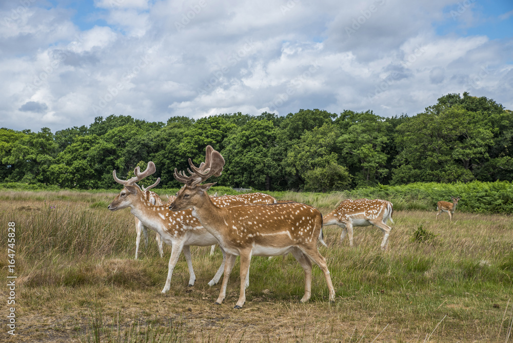 Cervi in libertà a richmond park Londra Cervi in libertà a richmond park Londra
