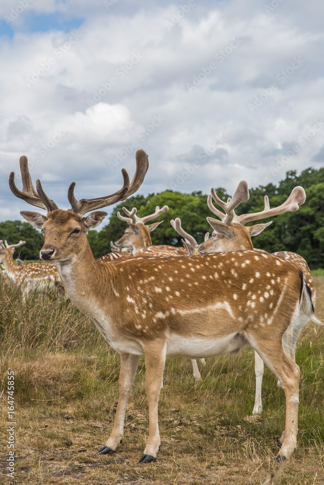 Cervi in libertà a richmond park Londra Cervi in libertà a richmond park Londra