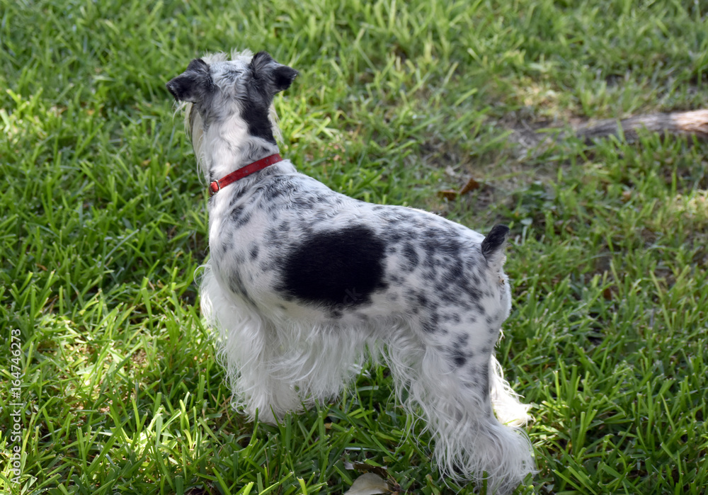 Black qnd White Spotted Parti Schnauzer Black qnd White Spotted Parti Schnauzer