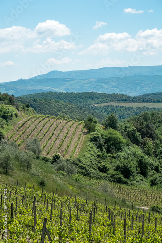 Vines in Tuscany.  Grape fields in the countryside of Tuscany in the spring  Italy