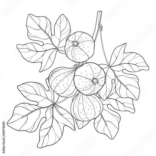 Vector branch with outline Common Fig or Ficus carica fruit and leaf in black isolated on white background. Perennial subtropical plant in contour style for exotic summer design and coloring book.