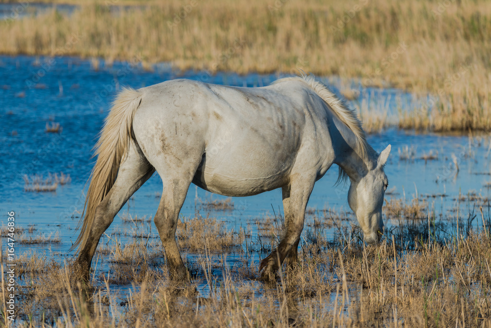 Fototapeta premium White horse drinking in the swamps 