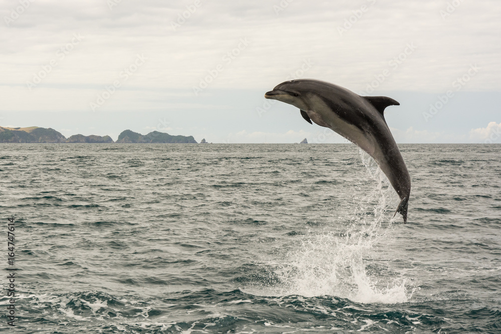 Fototapeta premium Jumping dolphin