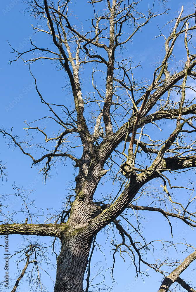 Old dry oak tree on blue sky background Old dry oak tree on blue sky background