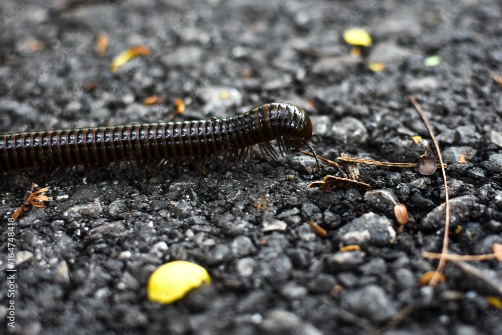 Millipede walking on ground close up Millipede walking on ground close up