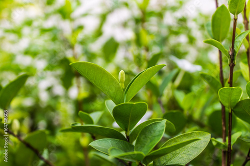 The landscape in the garden is light green leaves are part of nature look and feel fresh.