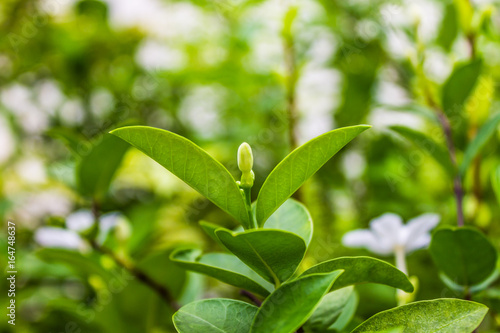 The landscape in the garden is light green leaves are part of nature look and feel fresh.