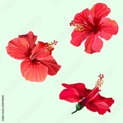 Three red hibiscus flowers