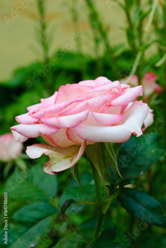 Fototapeta Naklejka Na Ścianę i Meble -  gentle pink rose