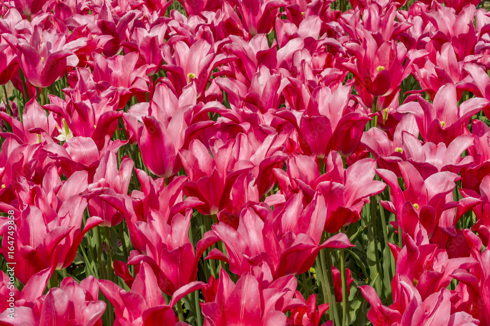 field of pink tulips background field of pink tulips background