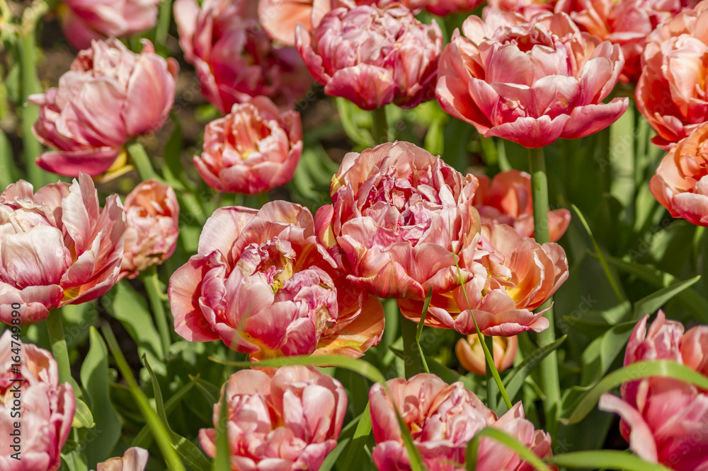 field of red tulips field of red tulips