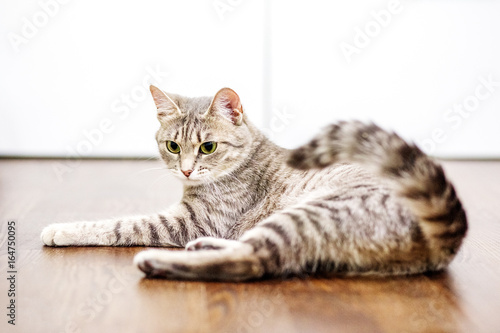 Gray striped cat lies at home. The concept of pets.