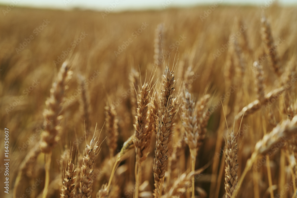 Fototapeta premium grain, agriculture, yellow, farm, stem, seed, ripe, field, crop, summer
