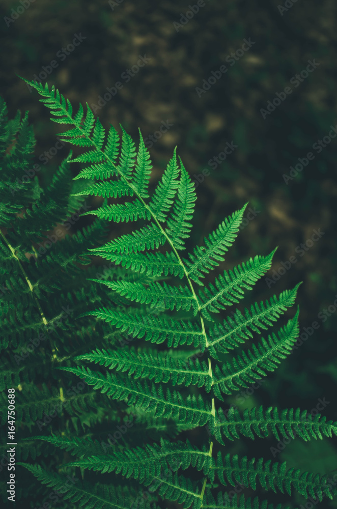 Focused green fern in forest. Nature exotic illustration