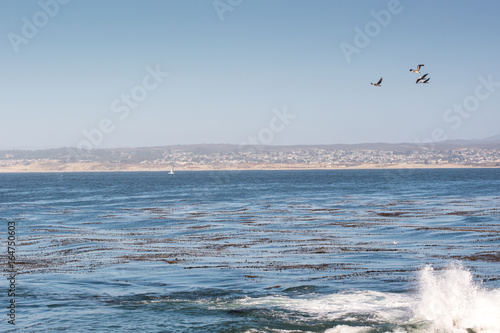 Birds in the Monterey bay