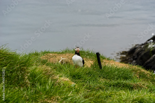Puffins on it's nest in eastern Iceland photo