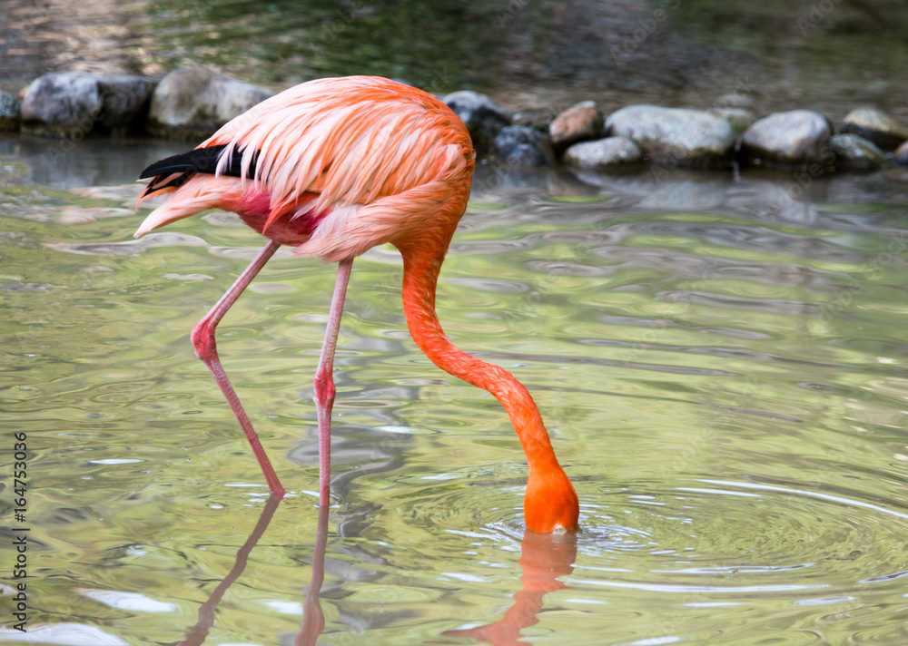 Pink flamingo on a pond in nature Pink flamingo on a pond in nature