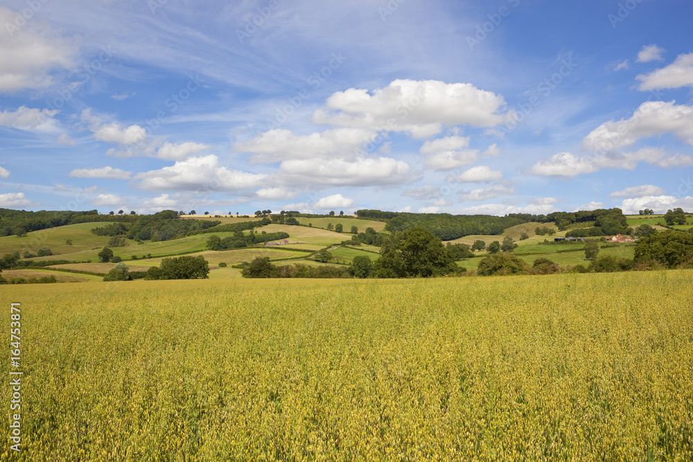 yorkshire wolds oats