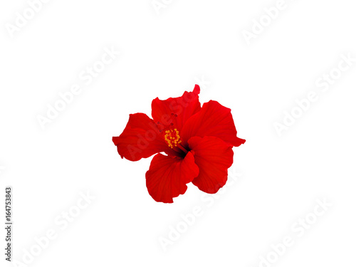 Red Hibiscus (China rose)