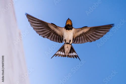 Swallow - golondrina