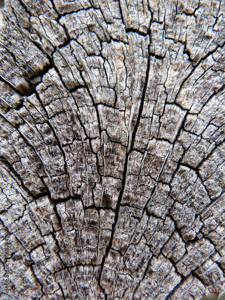 abgewittert holz Querschnitt kapillaren abgewittert holz Querschnitt kapillaren