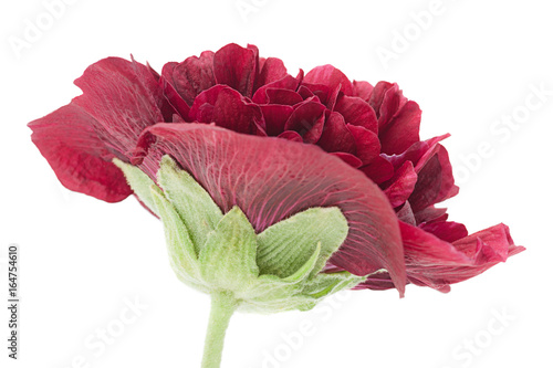 Purple rose hollyhock flower closeup photo